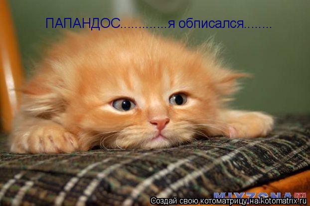 ПАПАНДОС.............я обписался........... Котоматрица: ПАПАНДОС.............я обписался........
