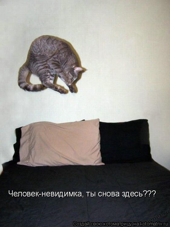 Человек-невидимка, ты снова здесь???... Котоматрица: Человек-невидимка, ты снова здесь???