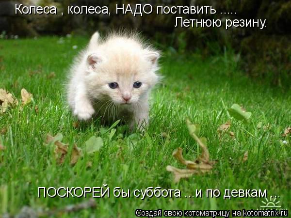 Колеса , колеса, НАДО поставить ..... Летнюю резину. ПОСКОРЕЙ бы суббота ...и по девкам ...... Котоматрица: Колеса , колеса, НАДО поставить ..... Летнюю резину. ПОСКОРЕЙ бы суббота ...и по девкам ...