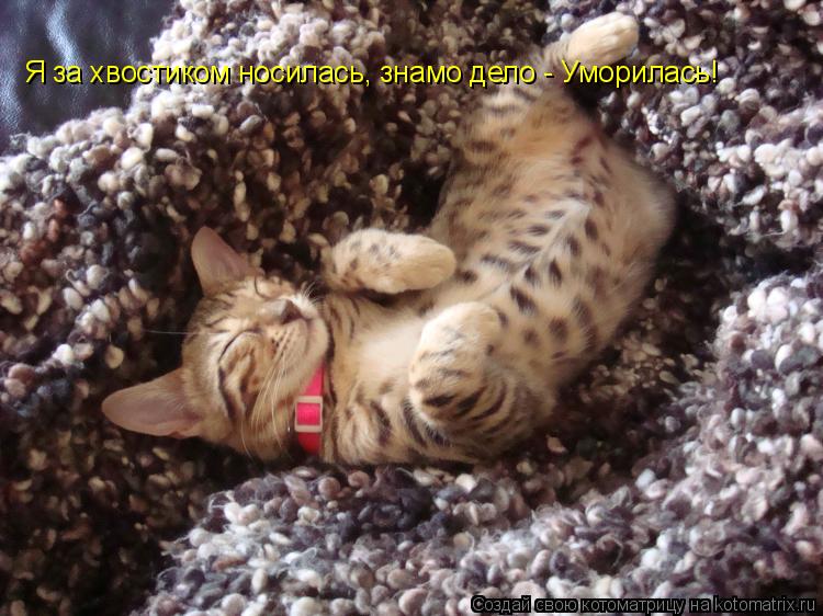 Я за хвостиком носилась, знамо дело - Уморилась!... Котоматрица: Я за хвостиком носилась, знамо дело - Уморилась!