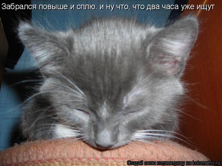 Забрался повыше и сплю. и ну что, что два часа уже ищут... Котоматрица: Забрался повыше и сплю. и ну что, что два часа уже ищут
