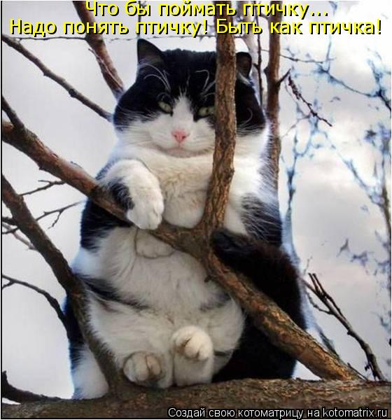 Котоматрица: Что бы поймать птичку... Надо понять птичку! Быть как птичка!