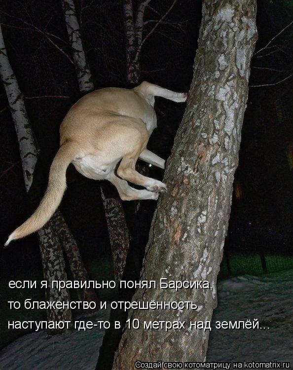 если я правильно понял Барсика, то блаженство и отрешённость наступают где-то в 10 метрах над землёй.... Котоматрица: если я правильно понял Барсика, то блаженство и отрешённость наступают где-то в 10 метрах над землёй...