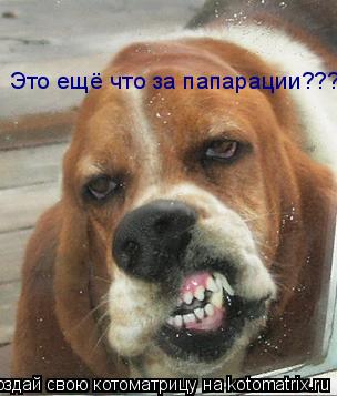 Это ещё что за папарации???... Котоматрица: Это ещё что за папарации???