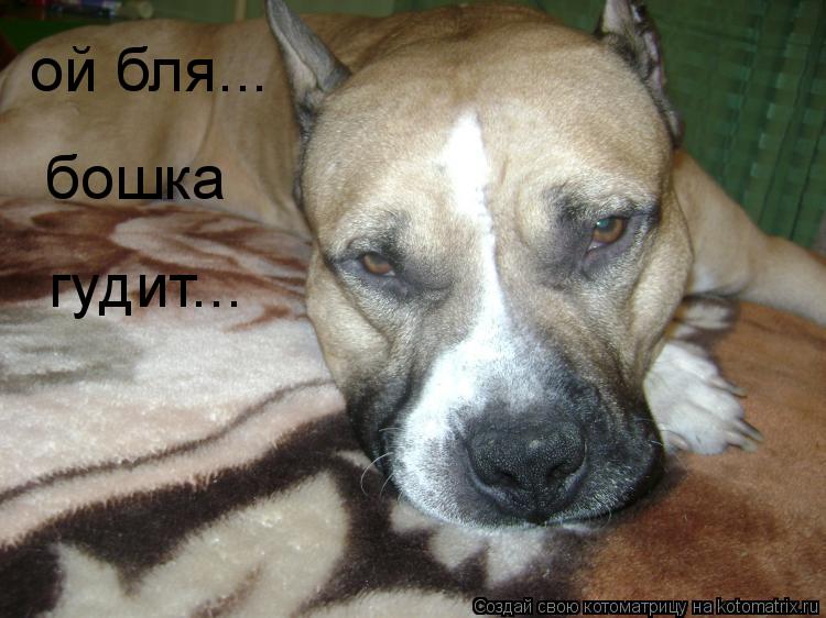 ой бля... бошка гудит...... Котоматрица: ой бля... бошка гудит...
