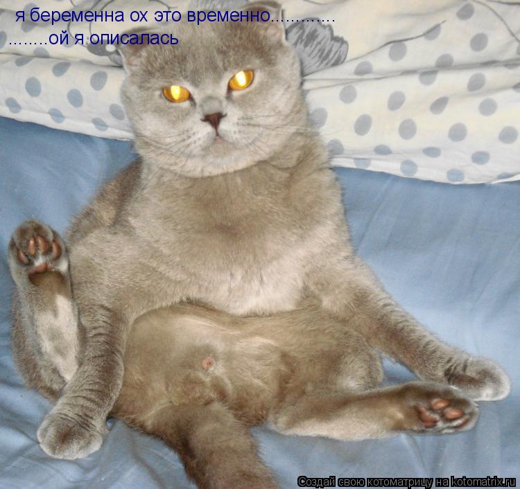 Котоматрица: я беременна ох это временно............. ........ой я описалась
