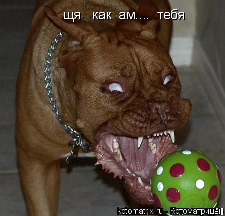 щя как ам.... тебя... Котоматрица: щя как ам.... тебя