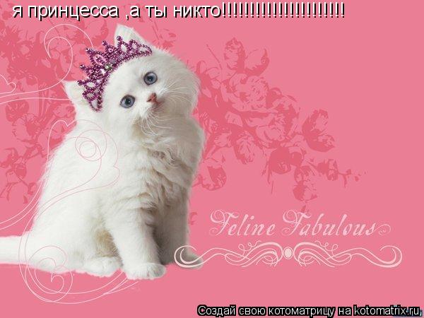 я принцесса ,а ты никто!!!!!!!!!!!!!!!!!!!!!!... Котоматрица: я принцесса ,а ты никто!!!!!!!!!!!!!!!!!!!!!!