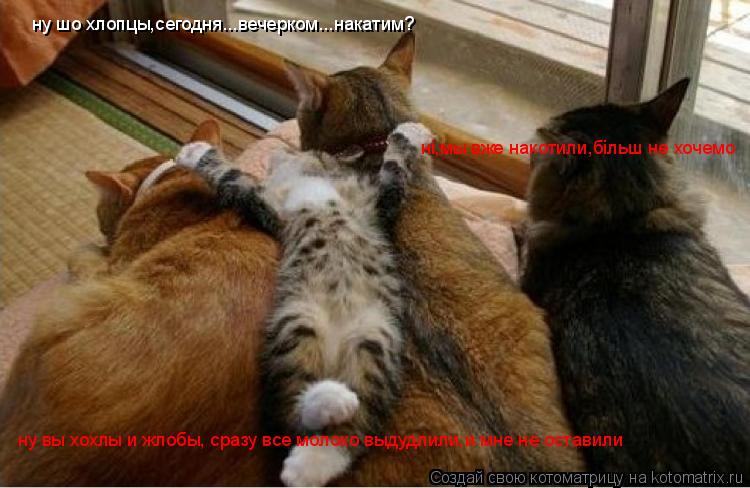 ну шо хлопцы,сегодня...вечерком...накатим? нi,мы вже накотили,бiльш не хочемо ну вы хохлы и жлобы, ср... Котоматрица: ну шо хлопцы,сегодня...вечерком...накатим? нi,мы вже накотили,бiльш не хочемо ну вы хохлы и жлобы, сразу все молоко выдудлили,и мне не оставили