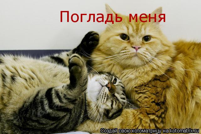 Погладь меня... Котоматрица: Погладь меня