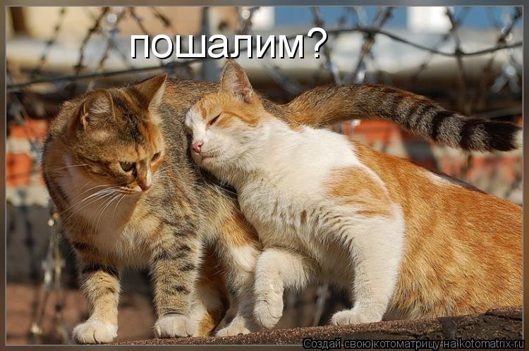 пошалим?... Котоматрица: пошалим?
