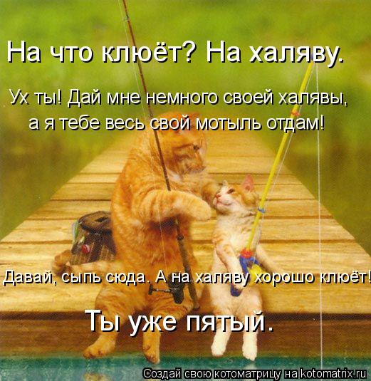 Ух ты! Дай мне немного своей халявы, а я тебе весь свой мотыль отдам! Давай, сыпь сюда. А на халяву ... Котоматрица: Ух ты! Дай мне немного своей халявы, а я тебе весь свой мотыль отдам! Давай, сыпь сюда. А на халяву хорошо клюёт! На что клюёт? На халяву. Ты уже