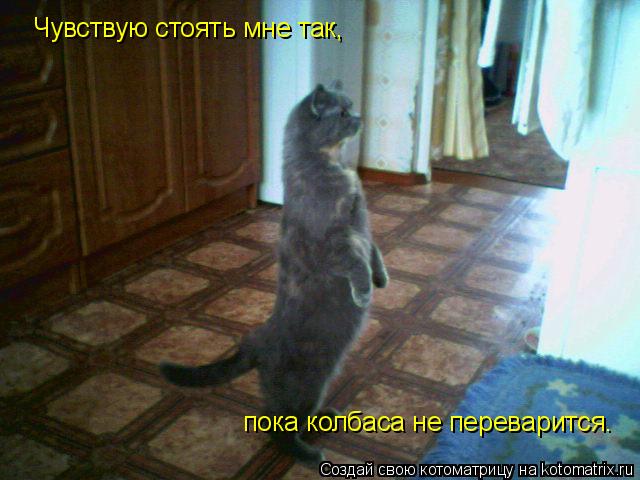 Чувствую стоять мне так, пока колбаса не переварится.... Котоматрица: Чувствую стоять мне так, пока колбаса не переварится.