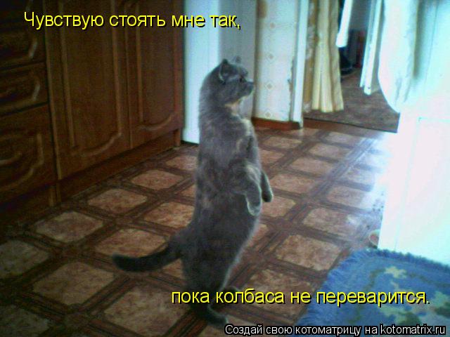 Котоматрица: Чувствую стоять мне так, пока колбаса не переварится.