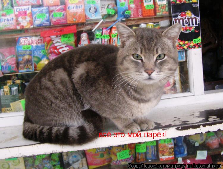 всё это мой ларёк!... Котоматрица: всё это мой ларёк!