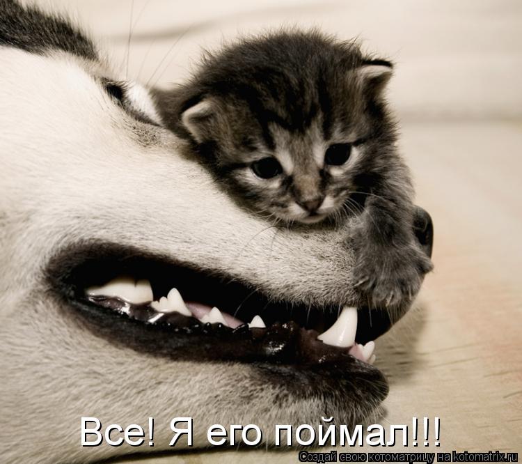 Все! Я его поймал!!!... Котоматрица: Все! Я его поймал!!!