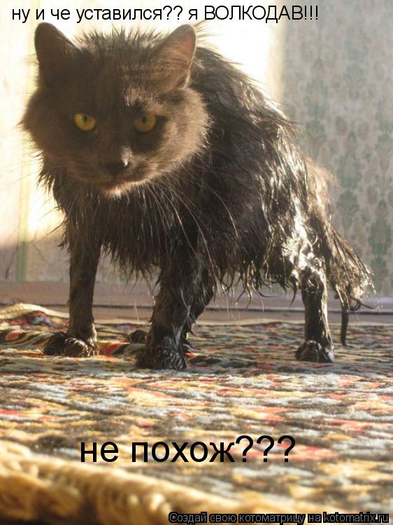 ну че уставился?? ну и че уставился?? я ВОЛКОДАВ!!! не похож???... Котоматрица: ну че уставился?? ну и че уставился?? я ВОЛКОДАВ!!! не похож???