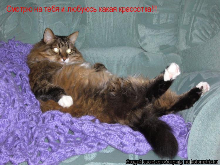 Смотрю на тебя и любуюсь какая крассотка!!!... Котоматрица: Смотрю на тебя и любуюсь какая крассотка!!!