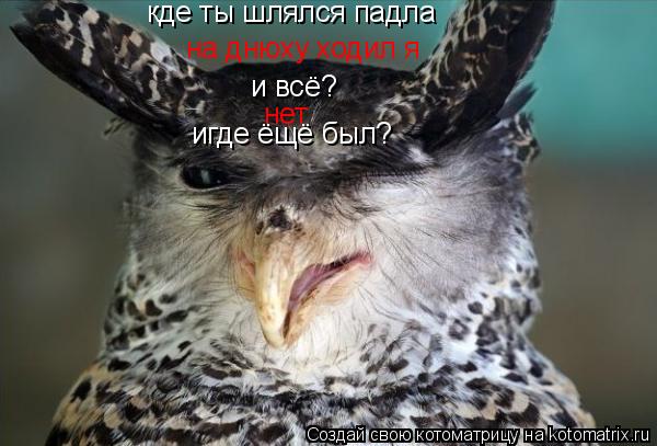 кде ты шлялся падла на днюху ходил я и всё? нет игде ёщё был?... Котоматрица: кде ты шлялся падла на днюху ходил я и всё? нет игде ёщё был?