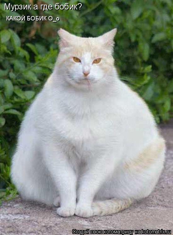 Мурзик а где бобик? КАКОЙ БОБИК O_o... Котоматрица: Мурзик а где бобик? КАКОЙ БОБИК O_o