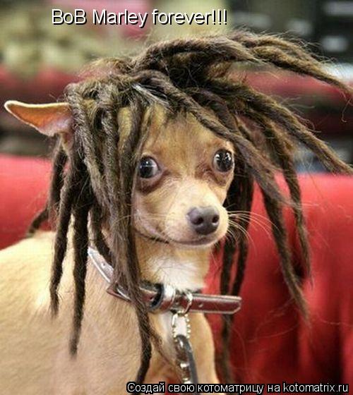 BoB Marley forever!!!... Котоматрица: BoB Marley forever!!!
