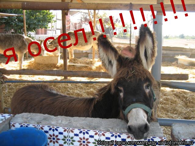 я осел!!!!!!!!!!... Котоматрица: я осел!!!!!!!!!!