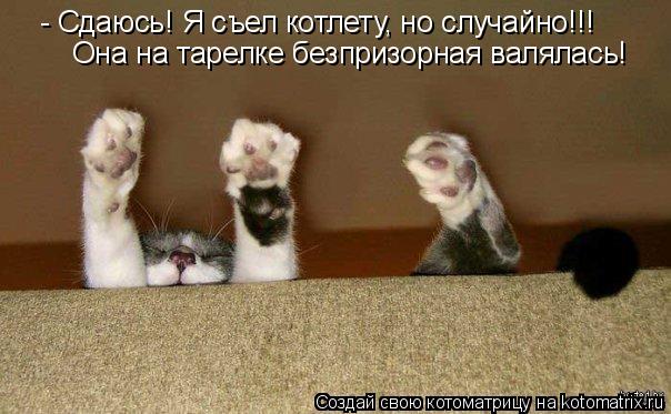 - Сдаюсь! Я съел котлету, но случайно!!! Она на тарелке безпризорная валялась!... Котоматрица: - Сдаюсь! Я съел котлету, но случайно!!! Она на тарелке безпризорная валялась!