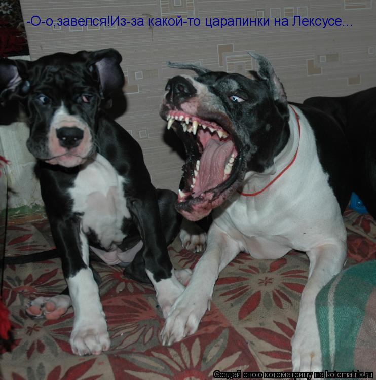 -О-о,завелся!Из-за какой-то царапинки на Лексусе...... Котоматрица: -О-о,завелся!Из-за какой-то царапинки на Лексусе...