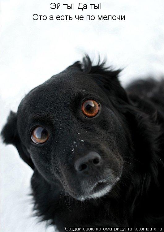 Эй ты! Да ты! Это а есть че по мелочи... Котоматрица: Эй ты! Да ты! Это а есть че по мелочи