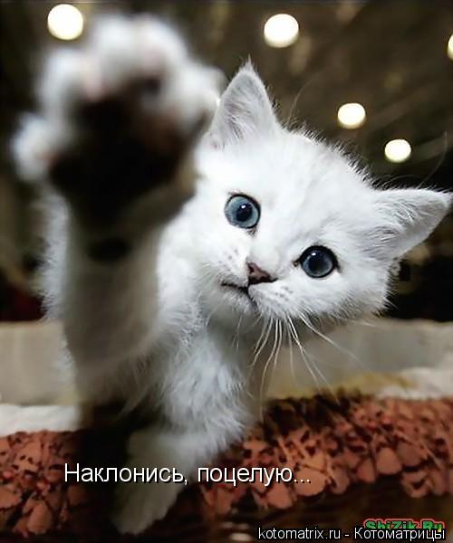 Наклонись, поцелую...... Котоматрица: Наклонись, поцелую...