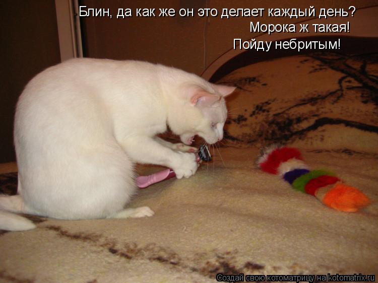 Блин, да как же он это делает каждый день? Морока ж такая! Пойду небритым!... Котоматрица: Блин, да как же он это делает каждый день? Морока ж такая! Пойду небритым!