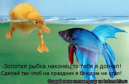 -Золотая рыбка,наконец то тебя я догнал! Сделай так чтоб на праздник я блюдом не стал!... Котоматрица: -Золотая рыбка,наконец то тебя я догнал! Сделай так чтоб на праздник я блюдом не стал!