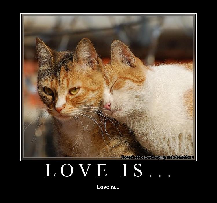 Love is... Love is...... Котоматрица: Love is... Love is...