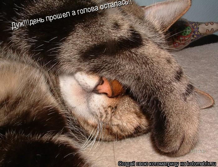 Дуж!!!день прошел а голова осталась!!... Котоматрица: Дуж!!!день прошел а голова осталась!!