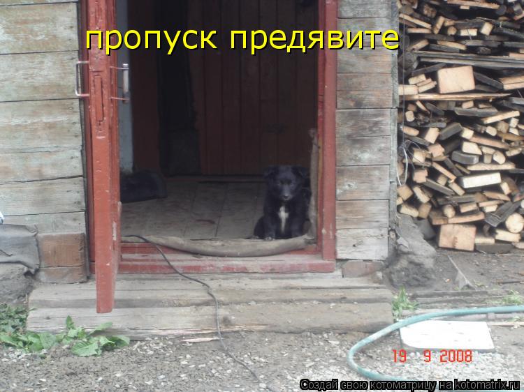 пропуск предявите... Котоматрица: пропуск предявите