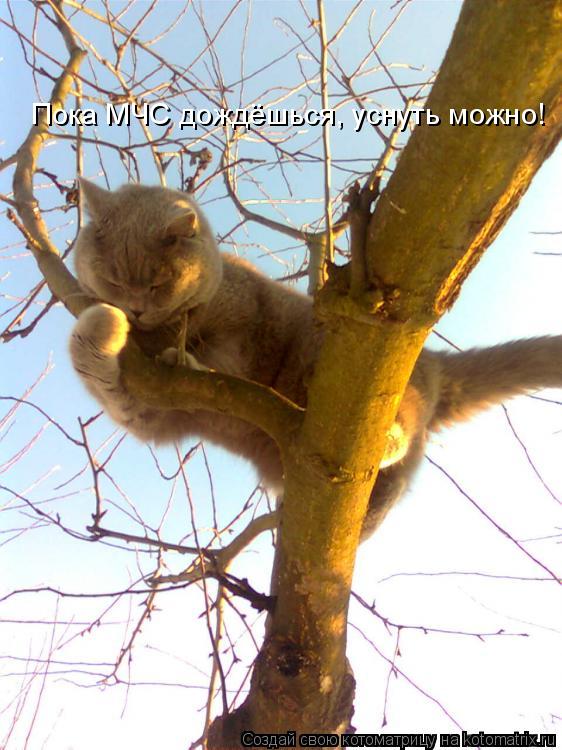 Пока МЧС дождёшься, уснуть можно!... Котоматрица: Пока МЧС дождёшься, уснуть можно!