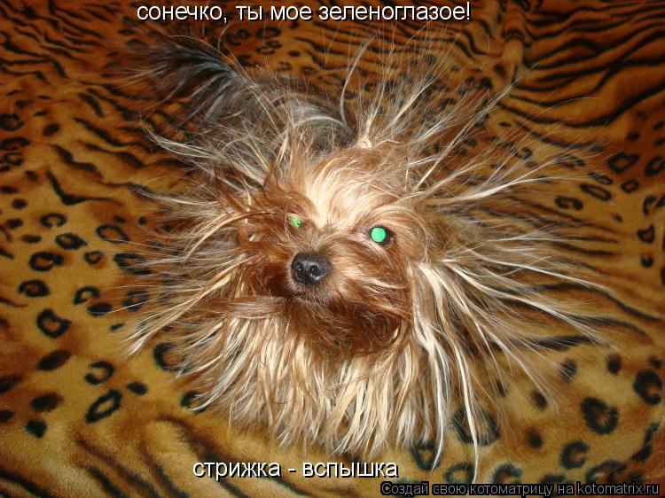 сонечко, ты мое зеленоглазое! стрижка - вспышка... Котоматрица: сонечко, ты мое зеленоглазое! стрижка - вспышка