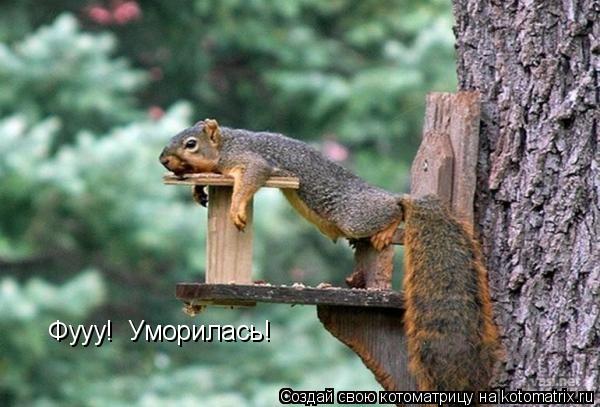 Фууу! Уморилась!... Котоматрица: Фууу! Уморилась!