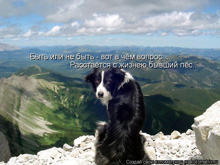 Быть или не быть - вот в чём вопрос... Расстаётся с жизнею бывший пёс..... Котоматрица: Быть или не быть - вот в чём вопрос... Расстаётся с жизнею бывший пёс..