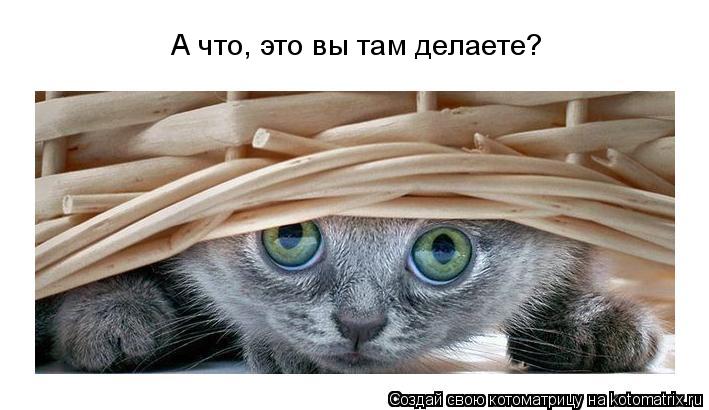 А что, это вы там делаете?... Котоматрица: А что, это вы там делаете?