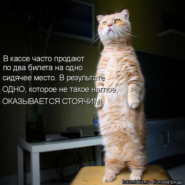 В кассе часто продают по два билета на одно сидячее место. В результате ОДНО, которое не такое наглое... Котоматрица: В кассе часто продают по два билета на одно сидячее место. В результате ОДНО, которое не такое наглое, ОКАЗЫВАЕТСЯ СТОЯЧИМ!