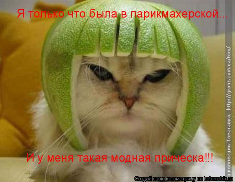 Я только что была в парикмахерской... И у меня такая модная прическа!!!... Котоматрица: Я только что была в парикмахерской... И у меня такая модная прическа!!!