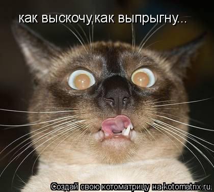 как выскочу,как выпрыгну...... Котоматрица: как выскочу,как выпрыгну...