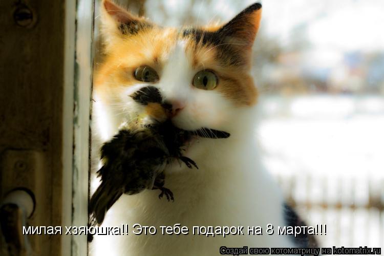 милая хзяюшка!! Это тебе подарок на 8 марта!!!... Котоматрица: милая хзяюшка!! Это тебе подарок на 8 марта!!!