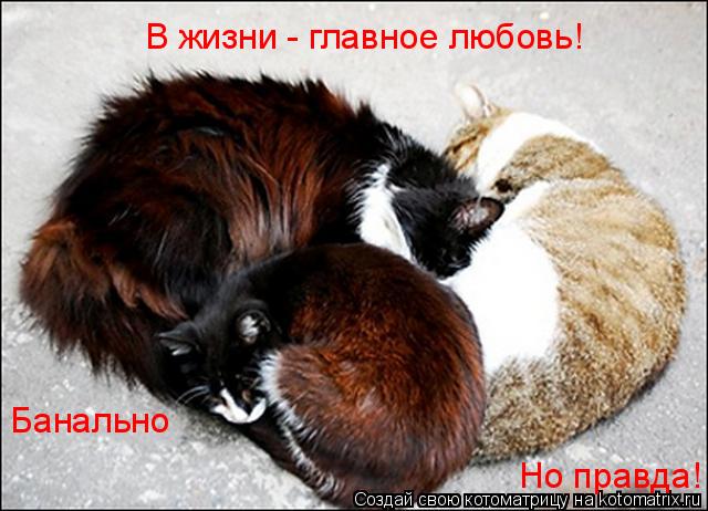 В жизни - главное любовь! Банально Но правда!... Котоматрица: В жизни - главное любовь! Банально Но правда!