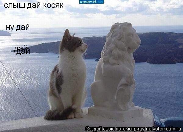 слыш дай косяк ну дай дай дай... Котоматрица: слыш дай косяк ну дай дай дай