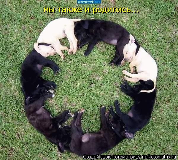 мы также и родились...... Котоматрица: мы также и родились...