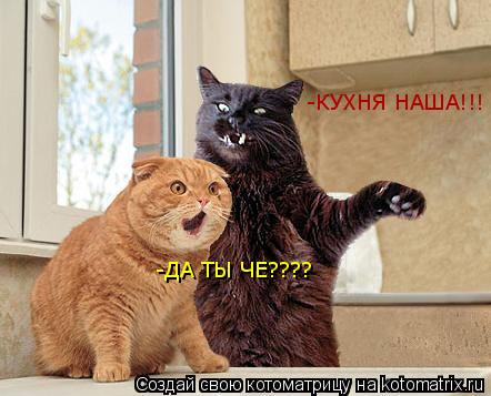 -КУХНЯ НАША!!! -ДА ТЫ ЧЕ????... Котоматрица: -КУХНЯ НАША!!! -ДА ТЫ ЧЕ????