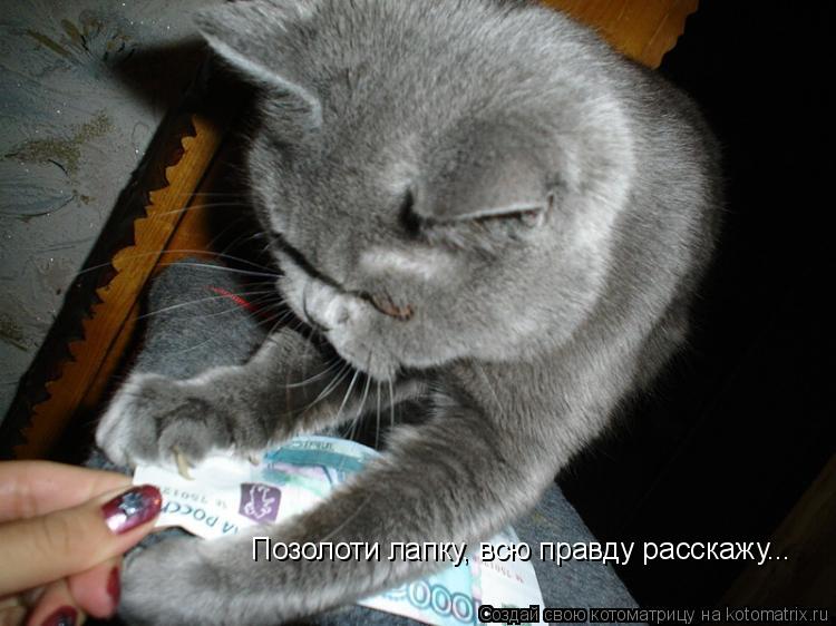 Позолоти лапку, всю правду расскажу...... Котоматрица: Позолоти лапку, всю правду расскажу...