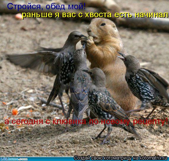 Стройся, обед мой! раньше я вас с хвоста есть начинал а сегодня с клювика по новому рецепту!... Котоматрица: Стройся, обед мой! раньше я вас с хвоста есть начинал а сегодня с клювика по новому рецепту!
